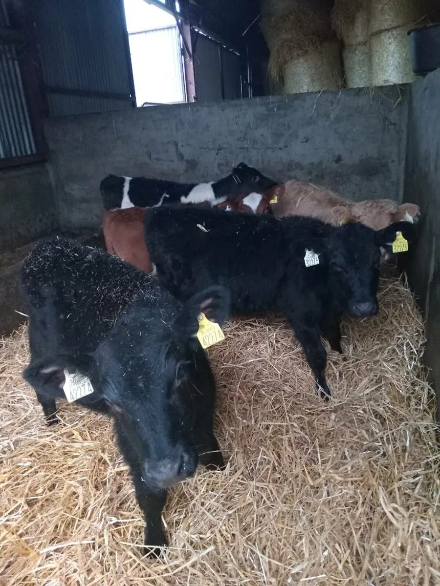 5 smashing runners - Image 2