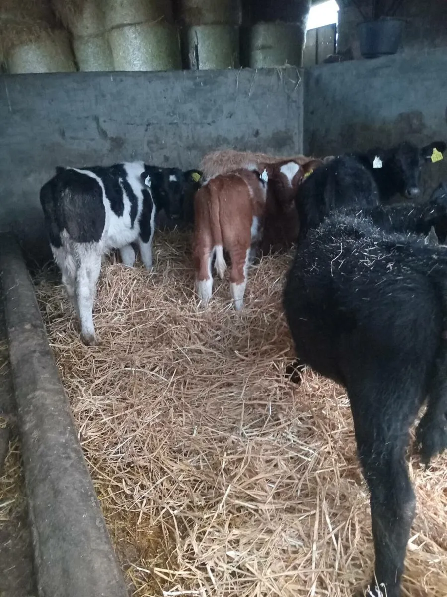 5 smashing runners - Image 3