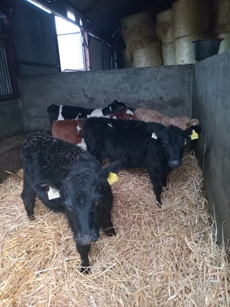 5 smashing runners - Image 4