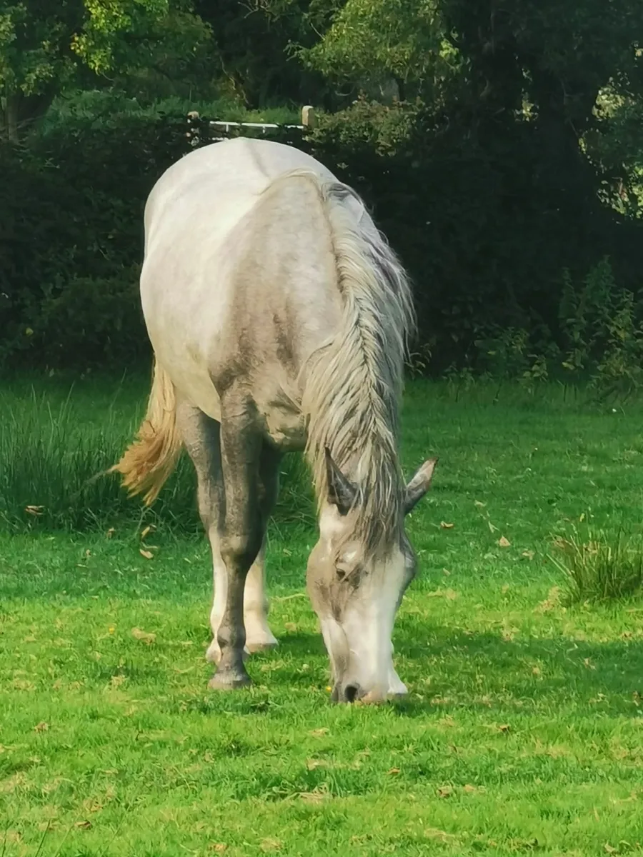 Irish Draught Gelding - Image 1
