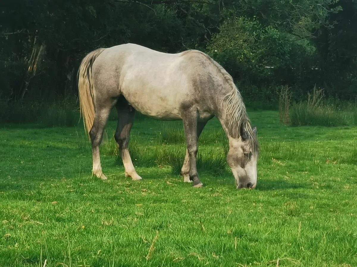 Irish Draught Gelding - Image 2