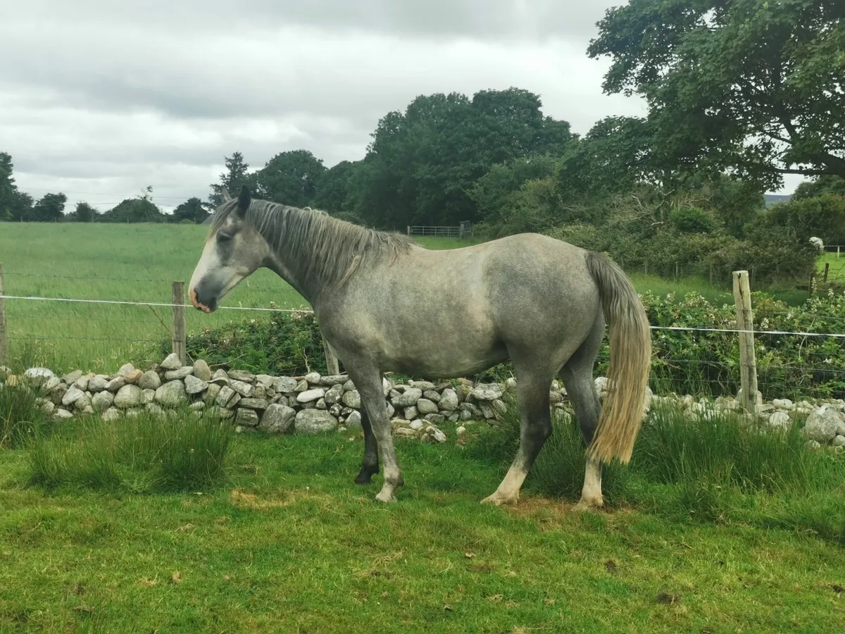 Irish Draught Gelding - Image 3