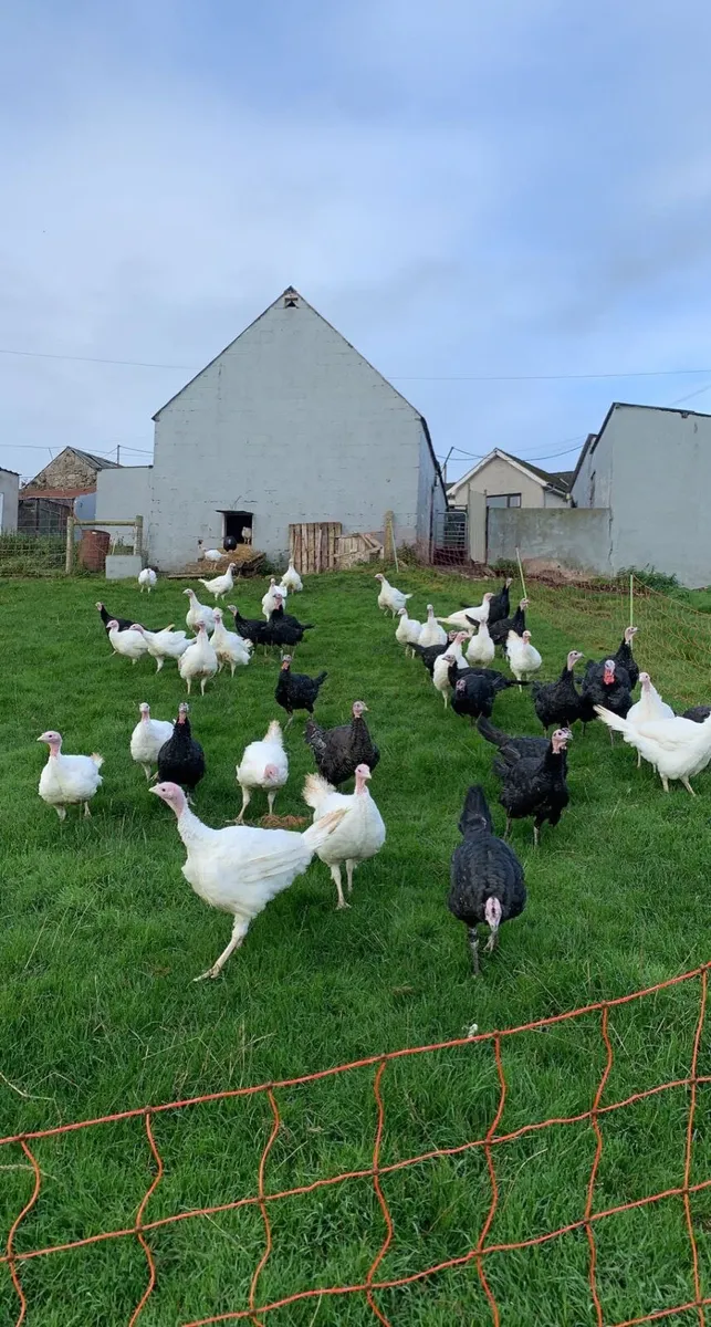 Christmas turkeys for sale - Image 2