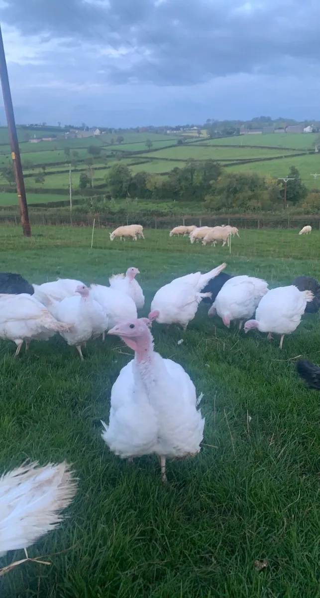 Christmas turkeys for sale - Image 3