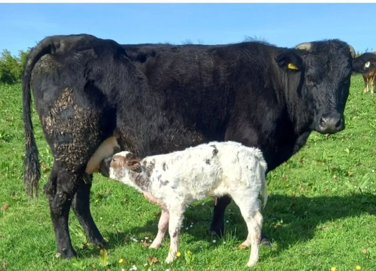 Friday nite drumshambo Mart - Image 1