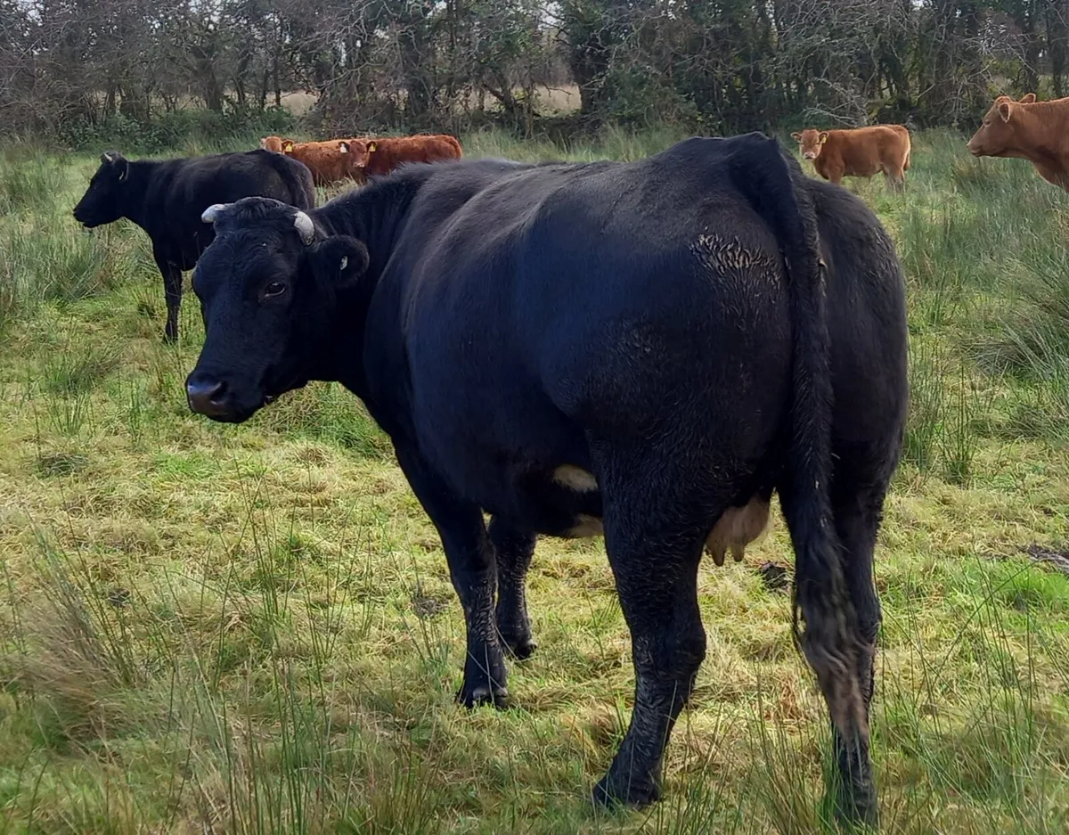 Friday nite drumshambo Mart - Image 2