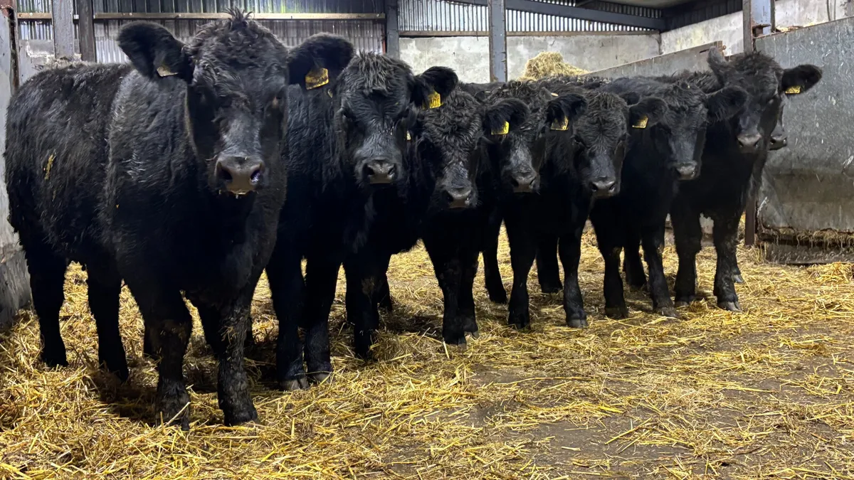Suckler Bred Aberdeen Angus Heifers - Image 1