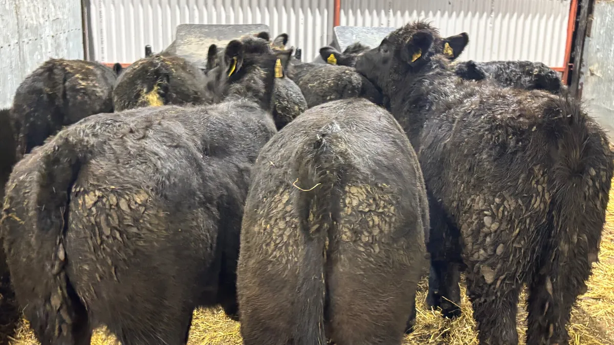 Suckler Bred Aberdeen Angus Heifers - Image 3
