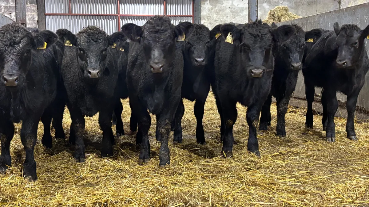 Suckler Bred Aberdeen Angus Heifers - Image 4