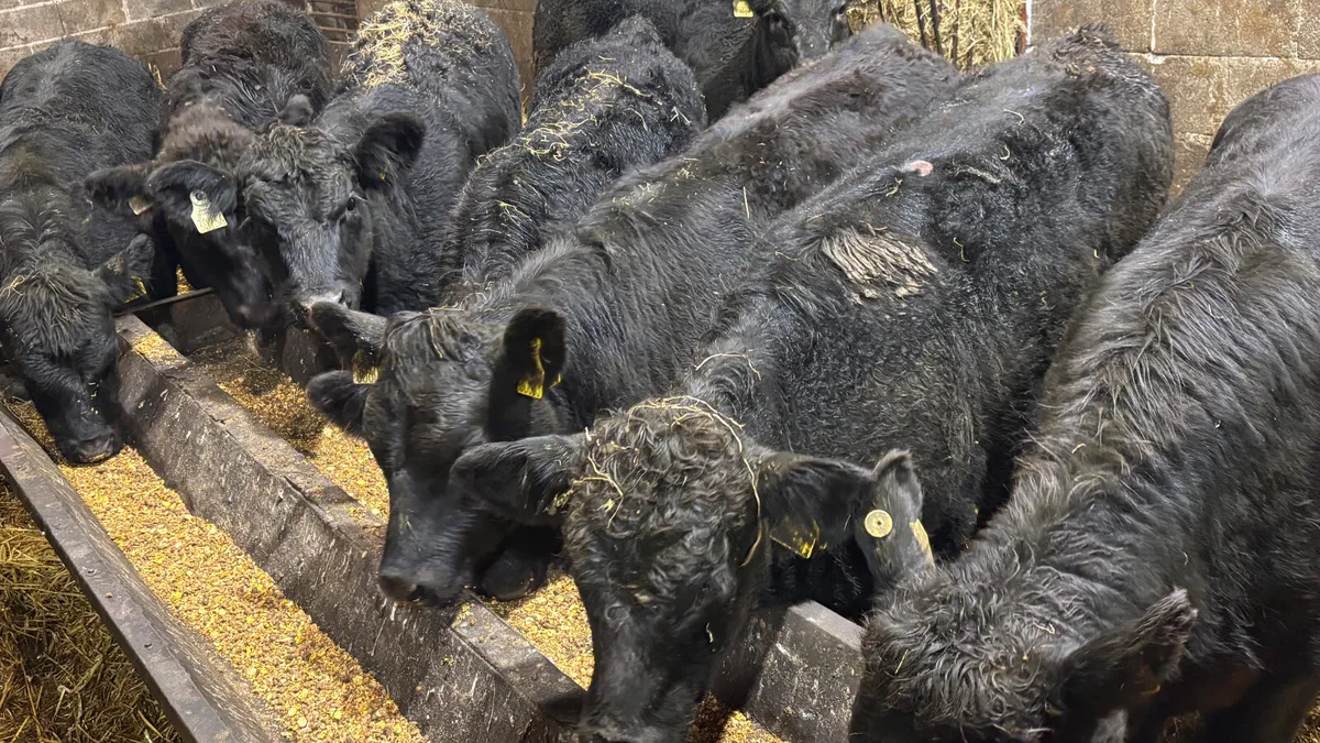 Suckler Bred Aberdeen Angus Heifers - Image 2