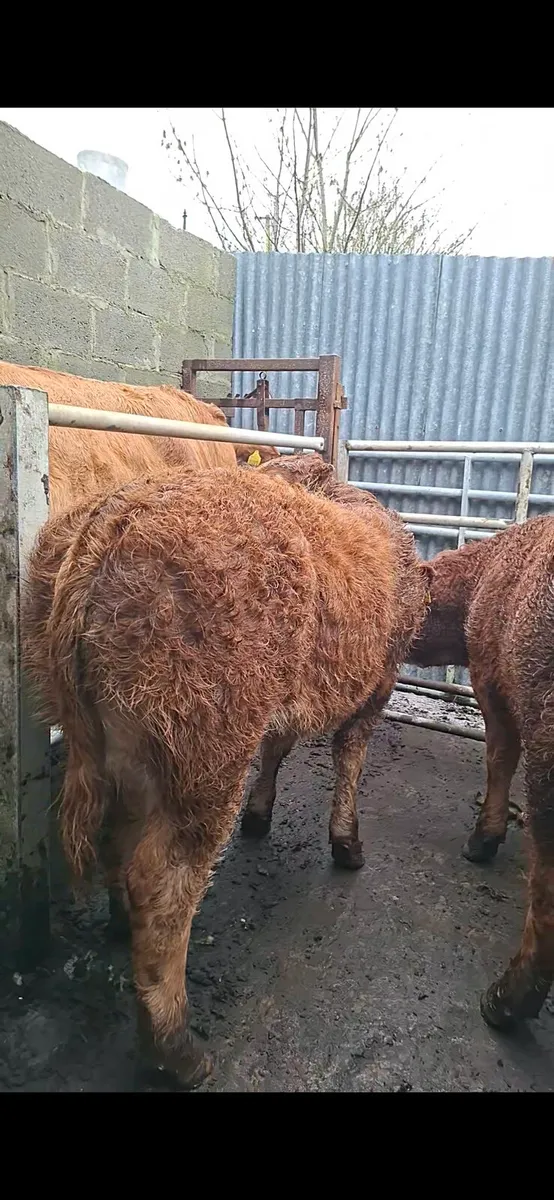 HEADFORD MART HEIFER WEANLINGS PEN 8 - Image 1