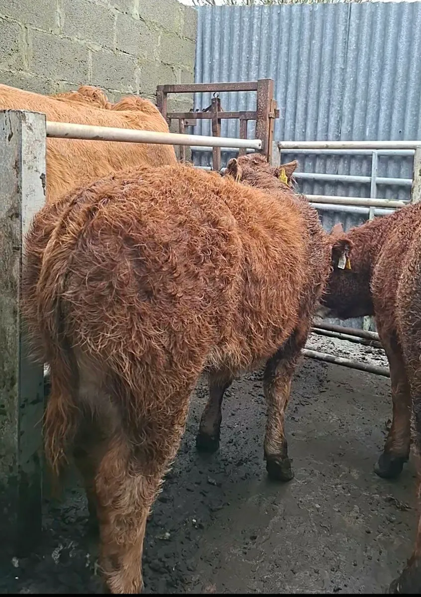 HEADFORD MART HEIFER WEANLINGS PEN 8 - Image 2