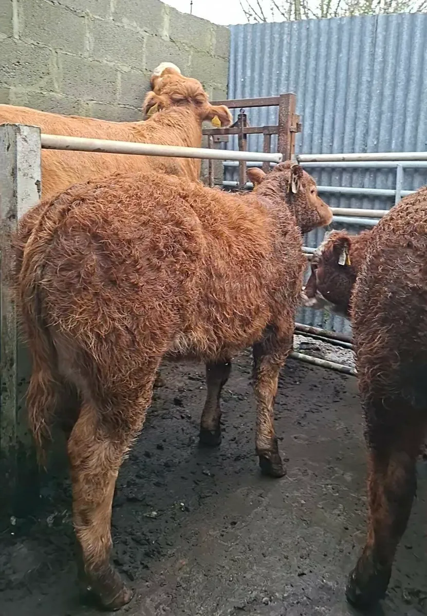 HEADFORD MART HEIFER WEANLINGS PEN 8 - Image 3