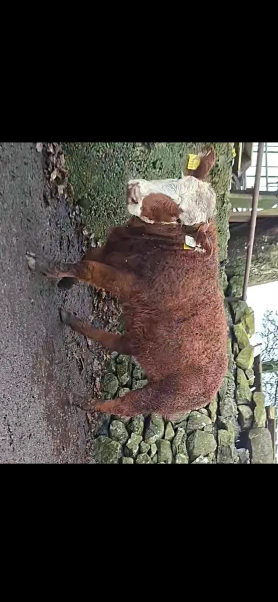 HEADFORD MART HEIFER WEANLINGS PEN 8 - Image 4