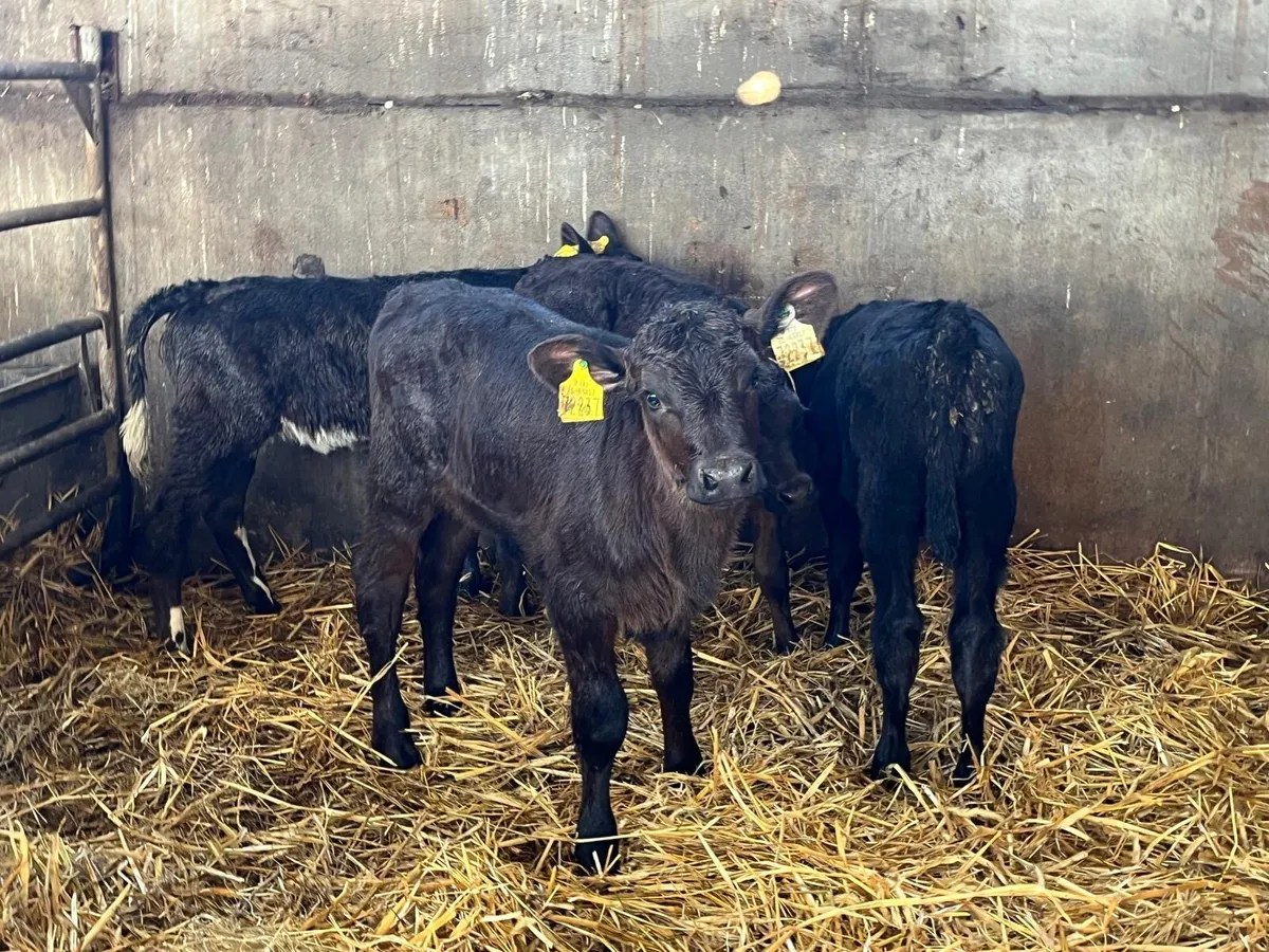 6 super  Angus heifer  calf’s - Image 1