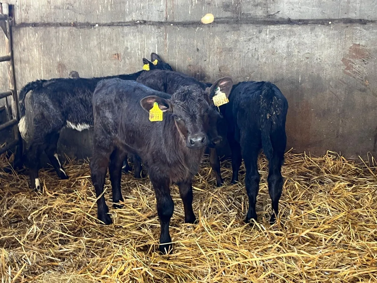 6 super  Angus heifer  calf’s - Image 2