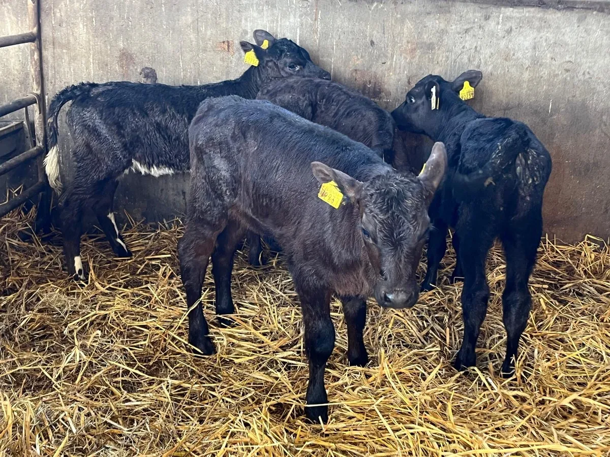 6 super  Angus heifer  calf’s - Image 3