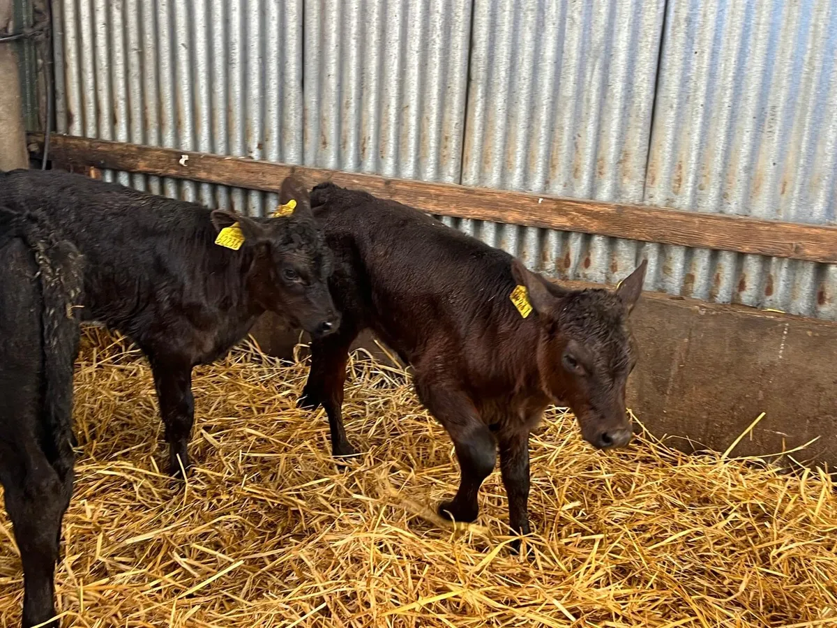 6 super  Angus heifer  calf’s - Image 4