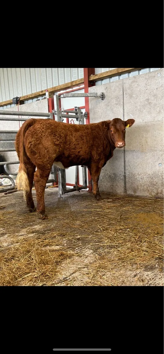 ⭐️ 5 Star Hiefer ⭐️ - Image 2