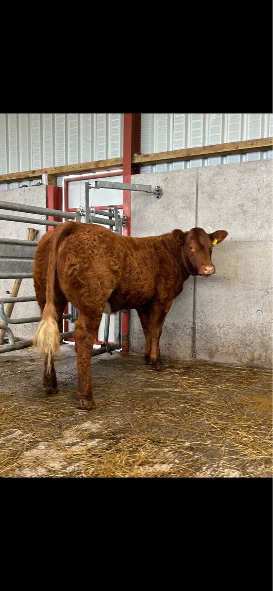 ⭐️ 5 Star Hiefer ⭐️ - Image 3