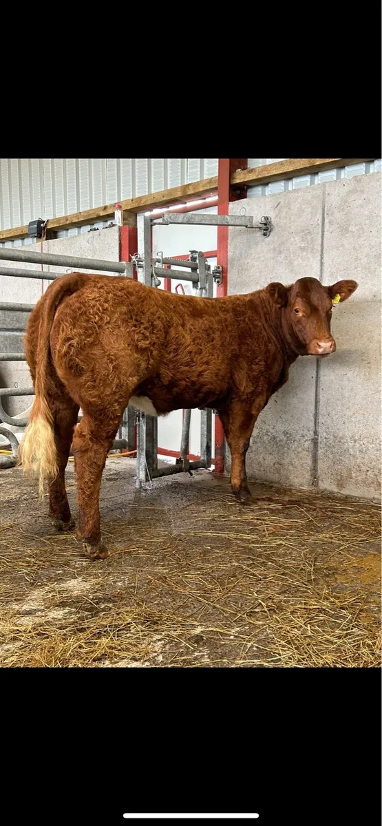 ⭐️ 5 Star Hiefer ⭐️ - Image 1