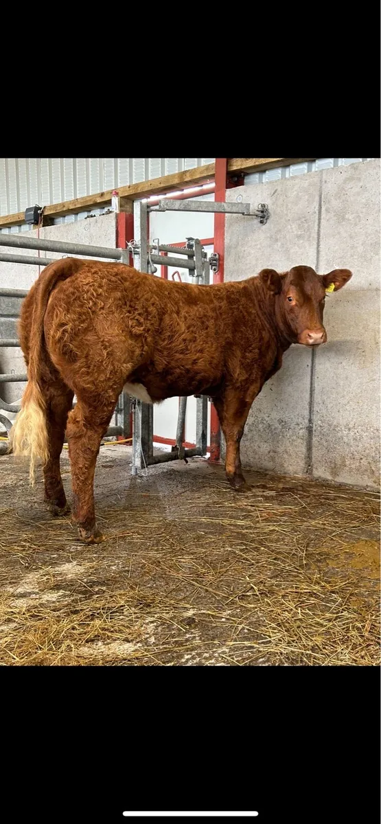 ⭐️ 5 Star Hiefer ⭐️ - Image 4