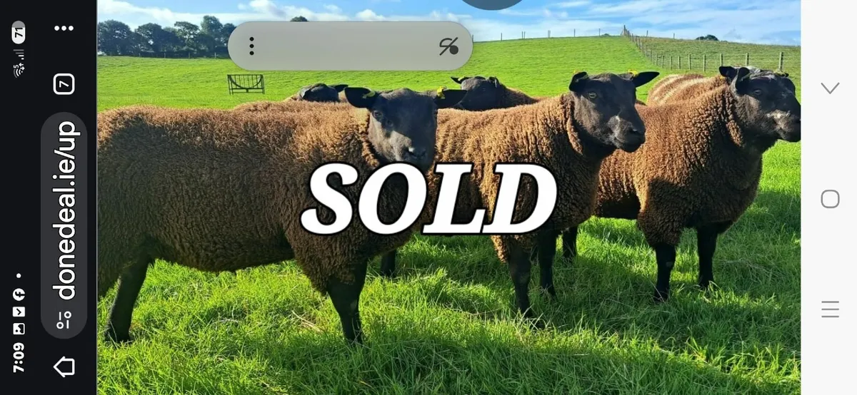 Ram Lambs. Dutch Spotted X BlueTexel - Image 1