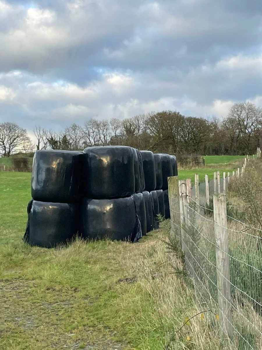 100 Silage bales for sale - Image 1
