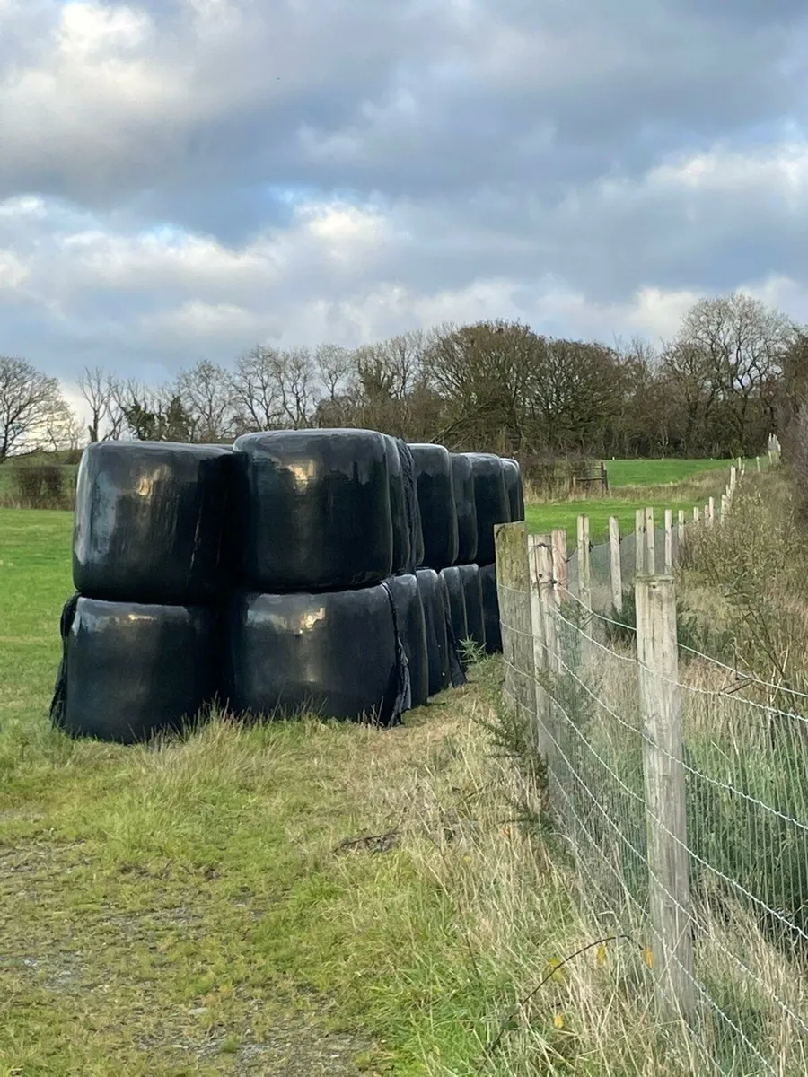100 Silage bales for sale - Image 2