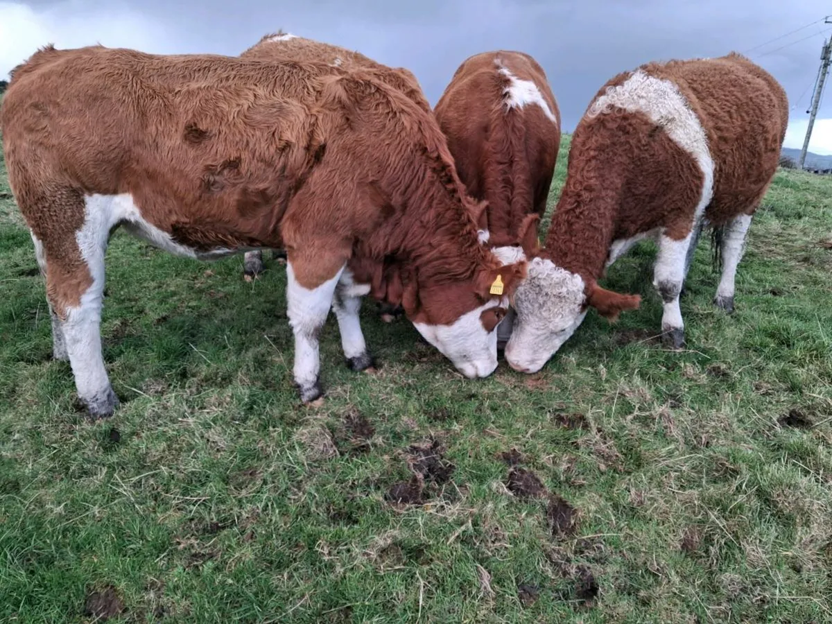 Sim Springers & Maiden heifers @ Milford mart - Image 1