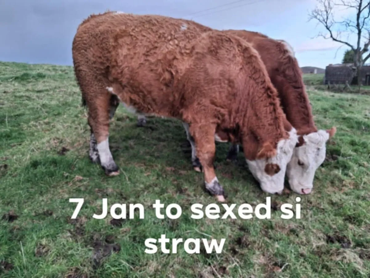 Sim Springers & Maiden heifers @ Milford mart - Image 2