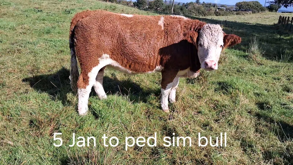 Sim Springers & Maiden heifers @ Milford mart - Image 3