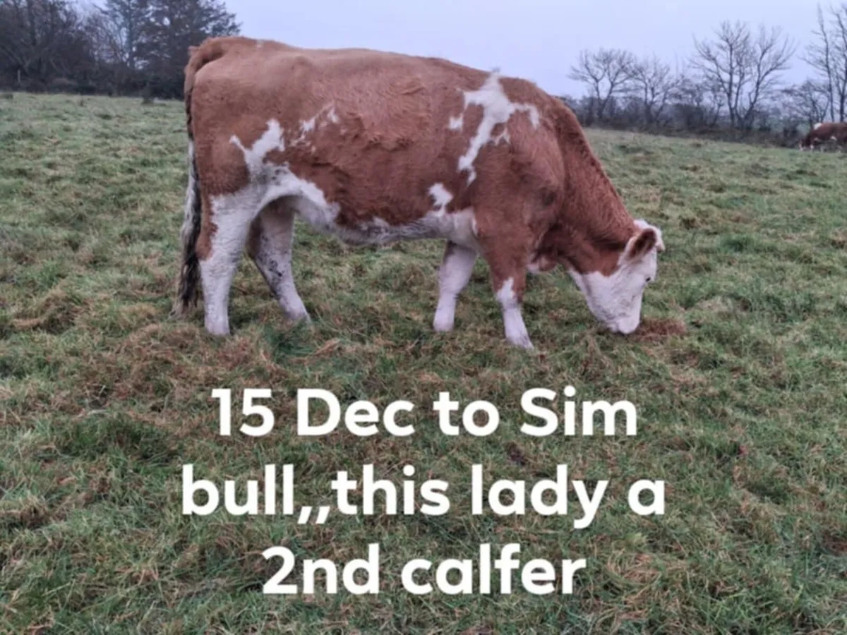 Sim Springers & Maiden heifers @ Milford mart - Image 4
