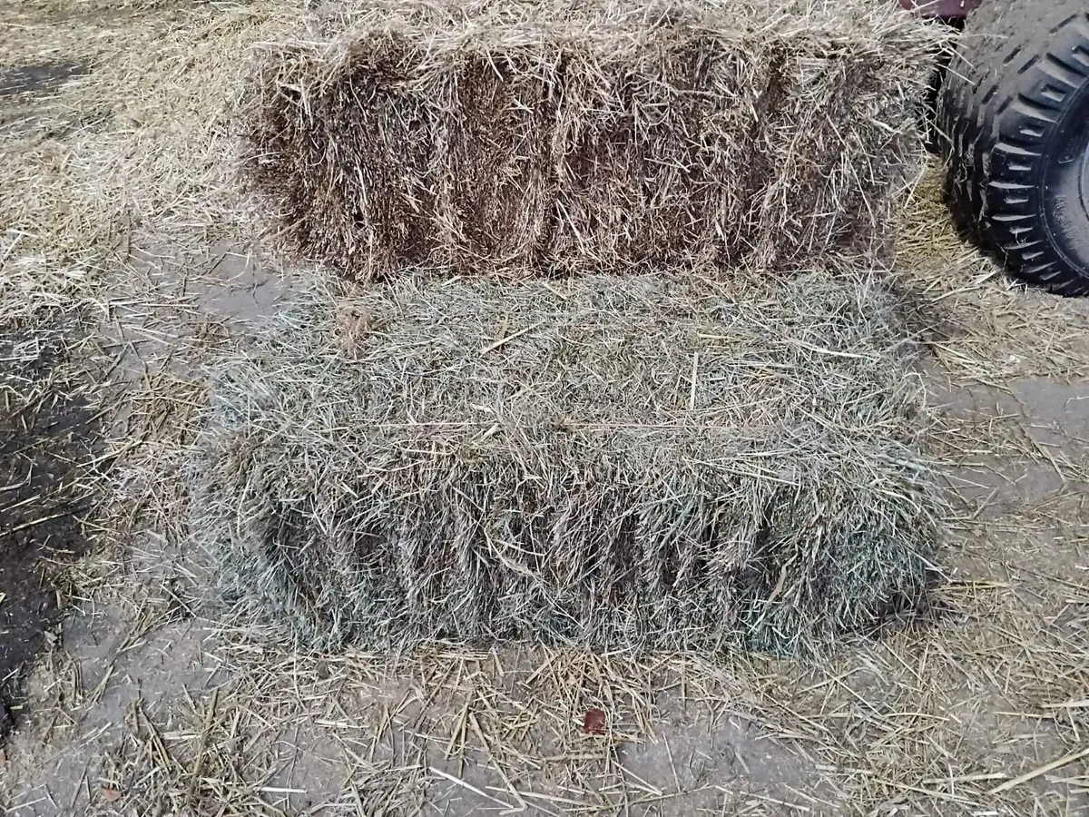 Sheep Hay