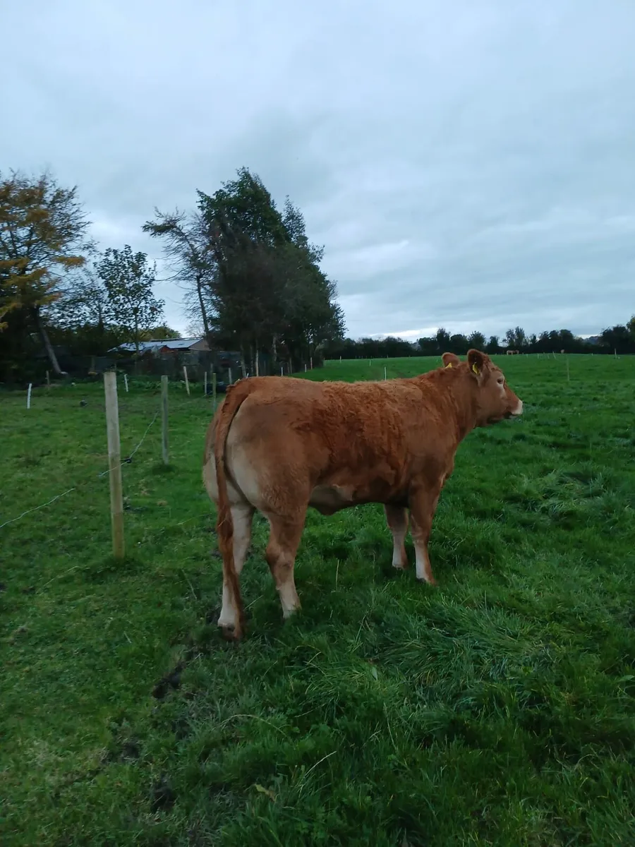 PB Limousin Heifers - Image 1