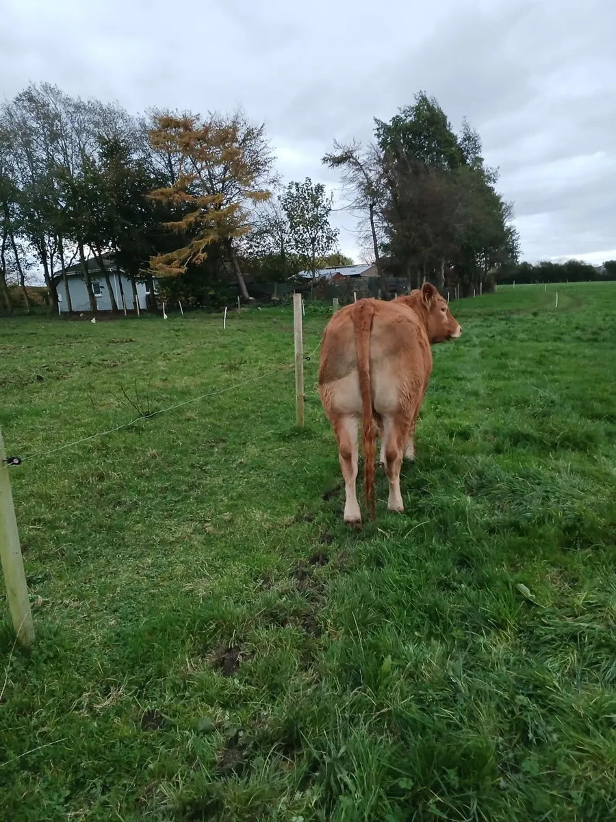PB Limousin Heifers - Image 2