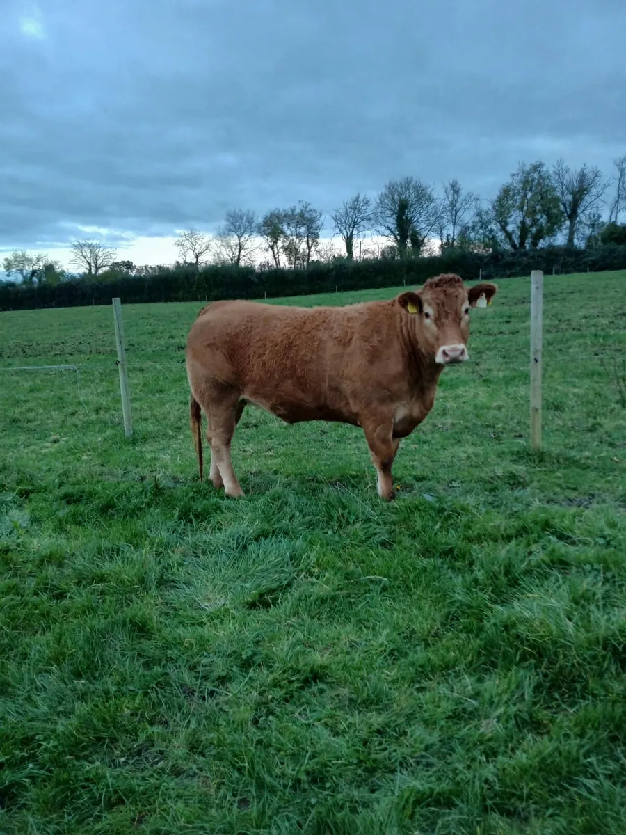 PB Limousin Heifers - Image 3