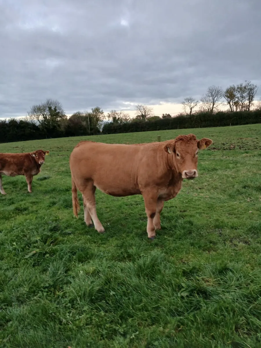 PB Limousin Heifers - Image 4