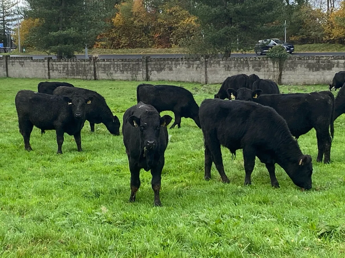 25 Angus Bullocks 280kg@ Lissava Livestock - Image 1