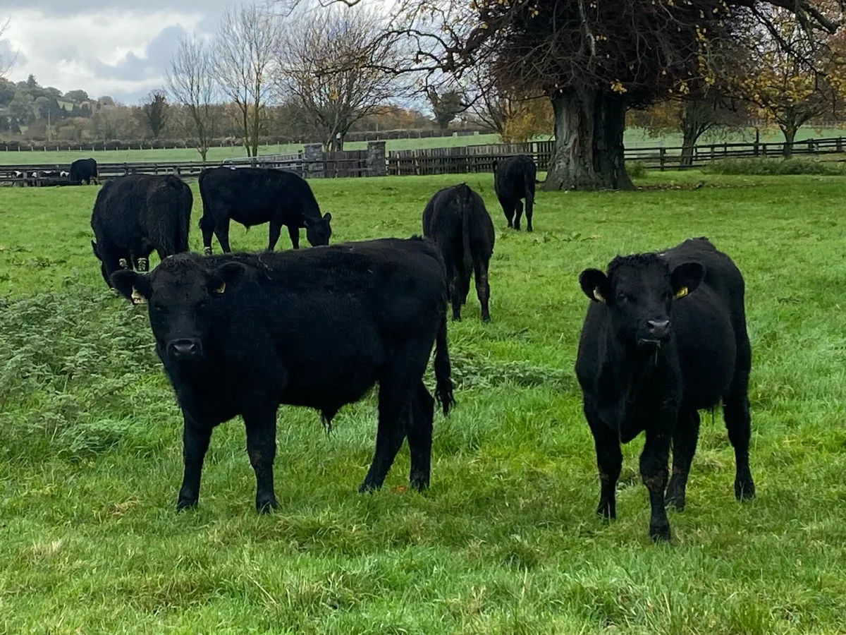 25 Angus Bullocks 280kg@ Lissava Livestock - Image 2