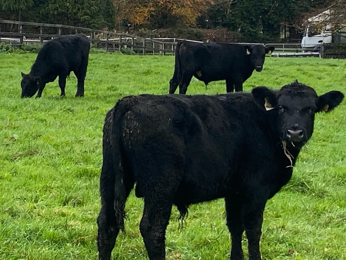 25 Angus Bullocks 280kg@ Lissava Livestock - Image 3