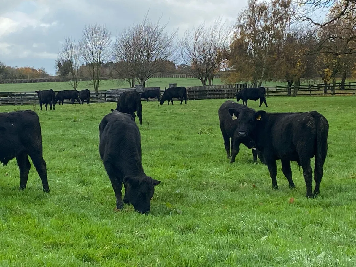 25 Angus Bullocks 280kg@ Lissava Livestock - Image 4