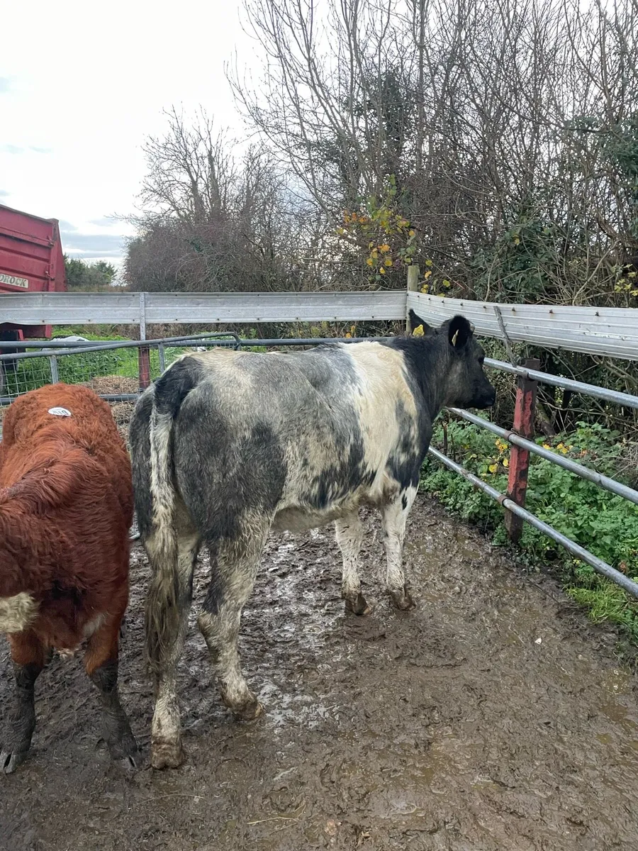 Quality in calf Belgian blue heifer⭐️ - Image 1
