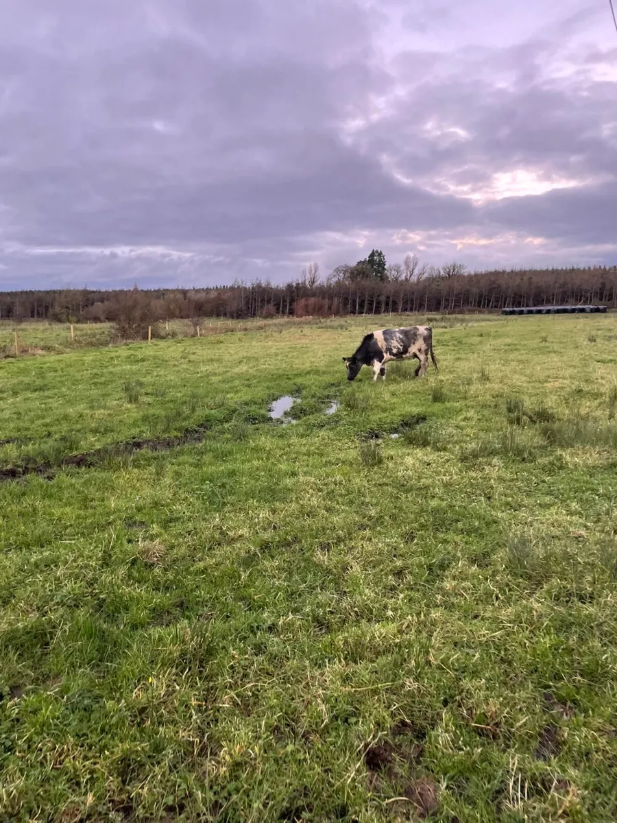 Quality in calf Belgian blue heifer⭐️ - Image 2
