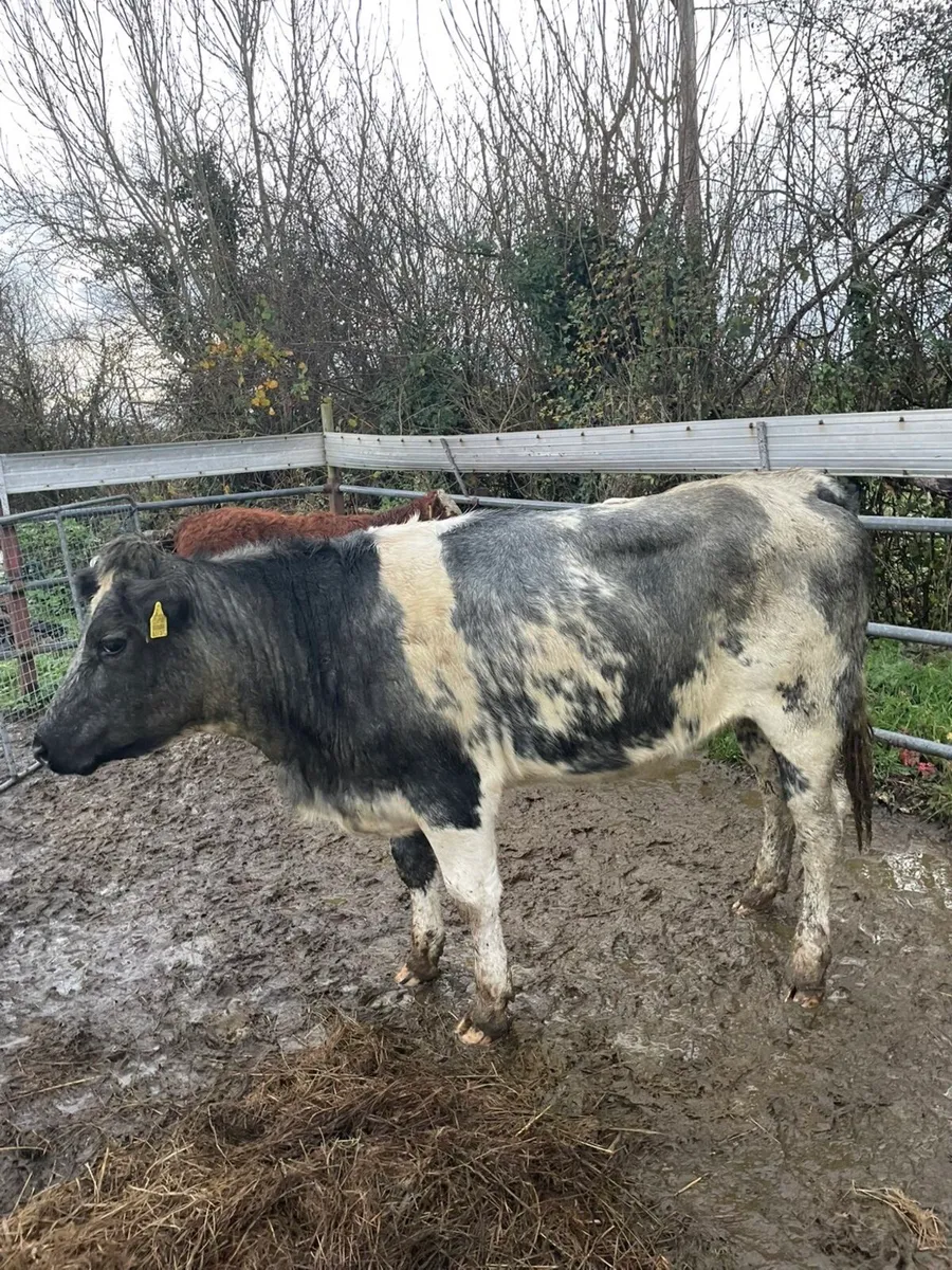 Quality in calf Belgian blue heifer⭐️ - Image 3