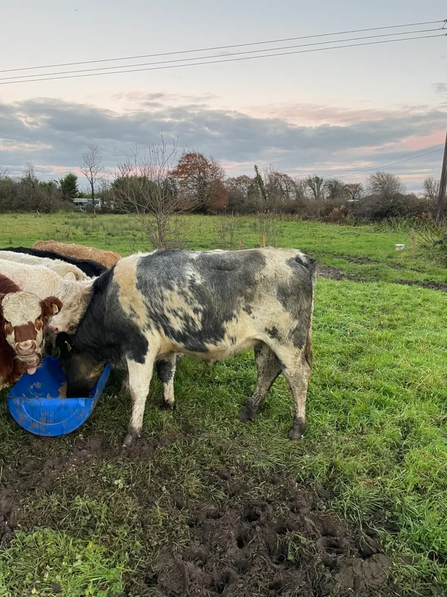 Quality in calf Belgian blue heifer⭐️ - Image 4