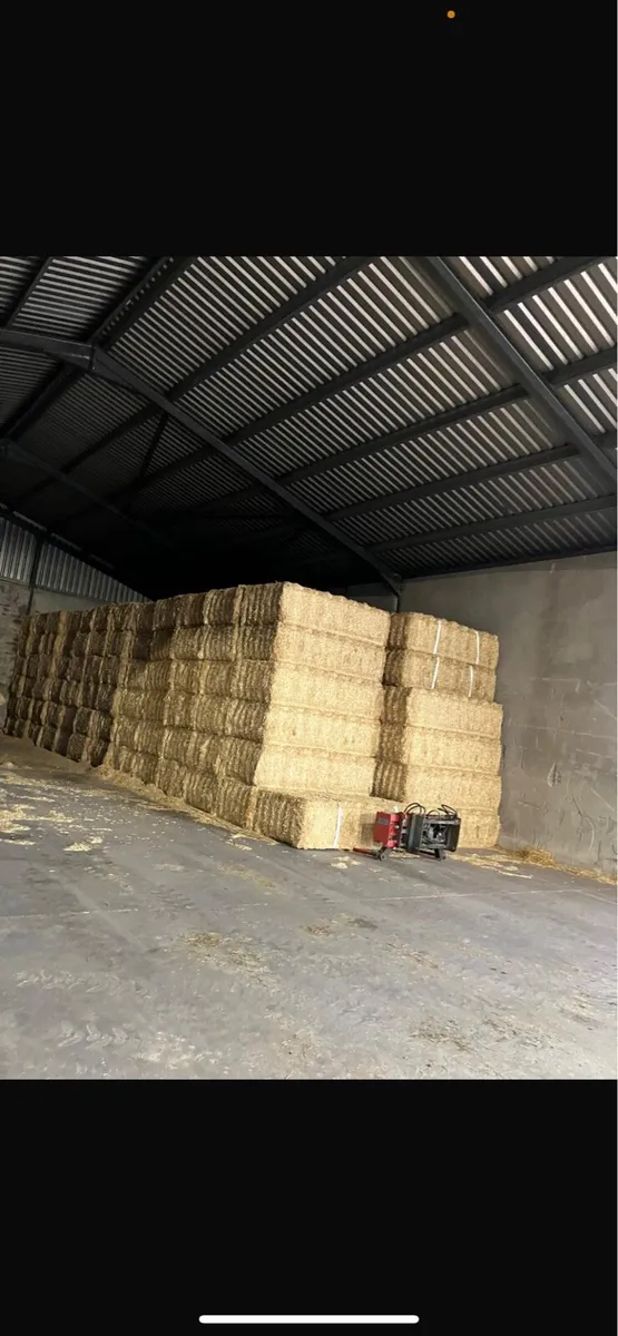 Spanish Straw - Image 2