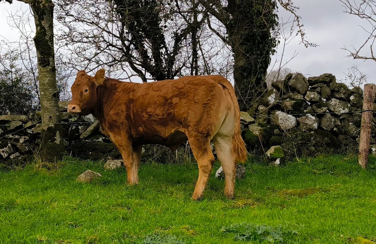 🔥Heifer Sale🔥 - Image 3