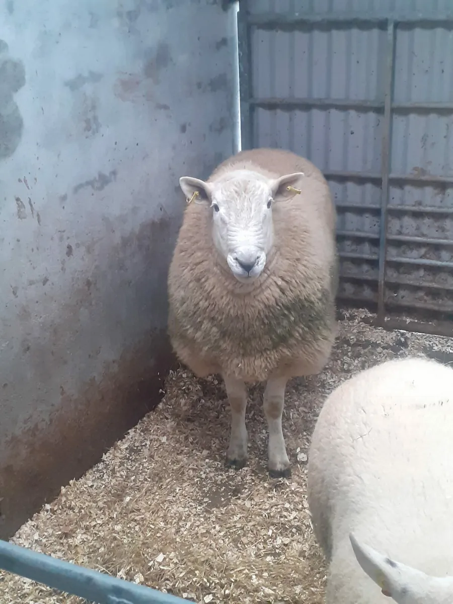 Wicklow Cheviot ram - Image 3