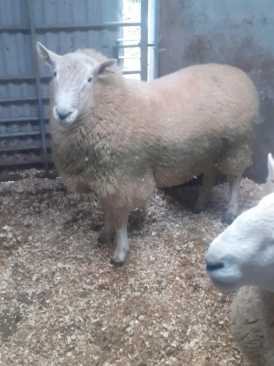 Wicklow Cheviot ram - Image 4